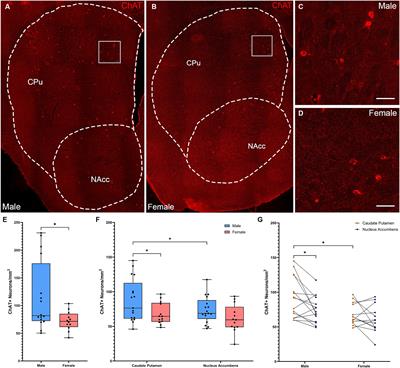Sex differences in the distribution and density of regulatory interneurons in the striatum